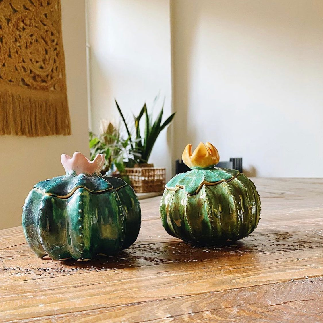 Баночка кактус фото 2